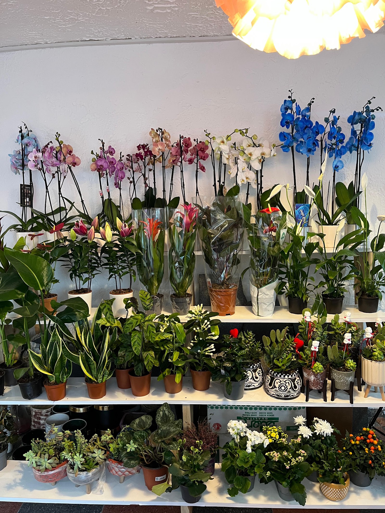 İlkim flowers